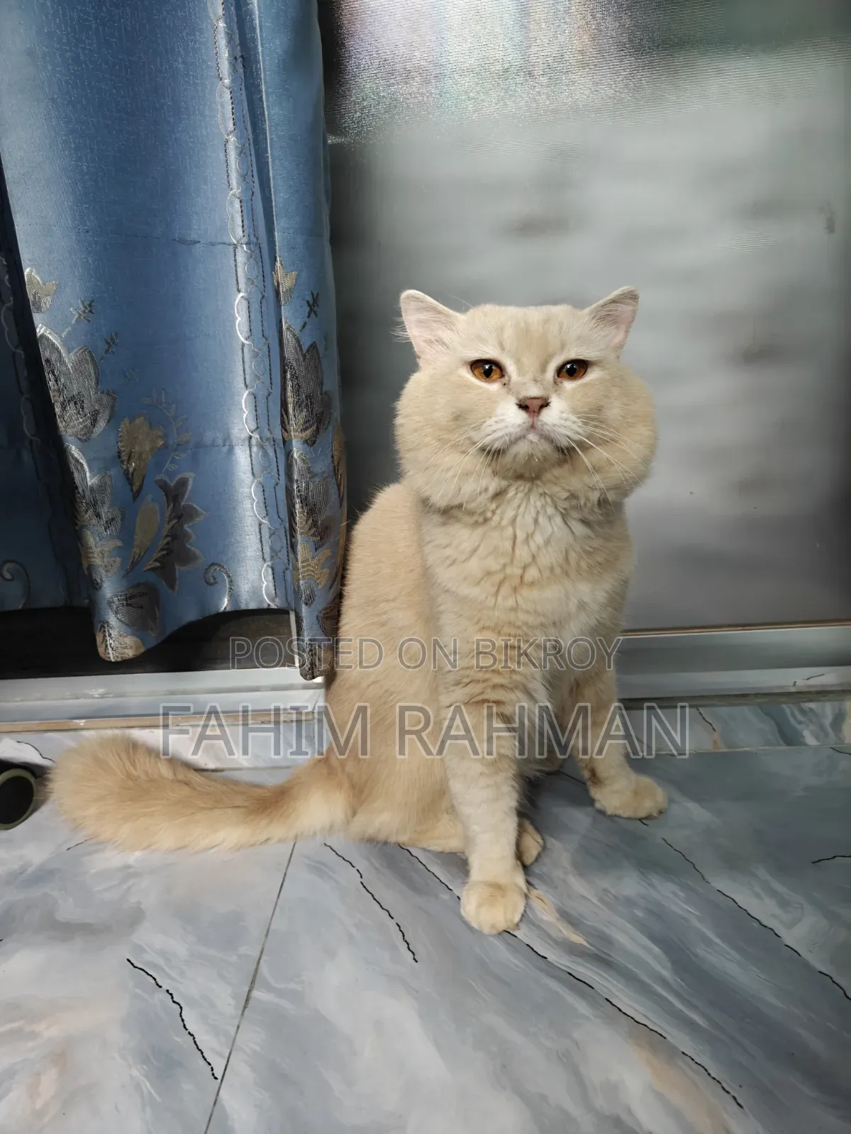 6-12 months Male Mixed Breed British Shorthair