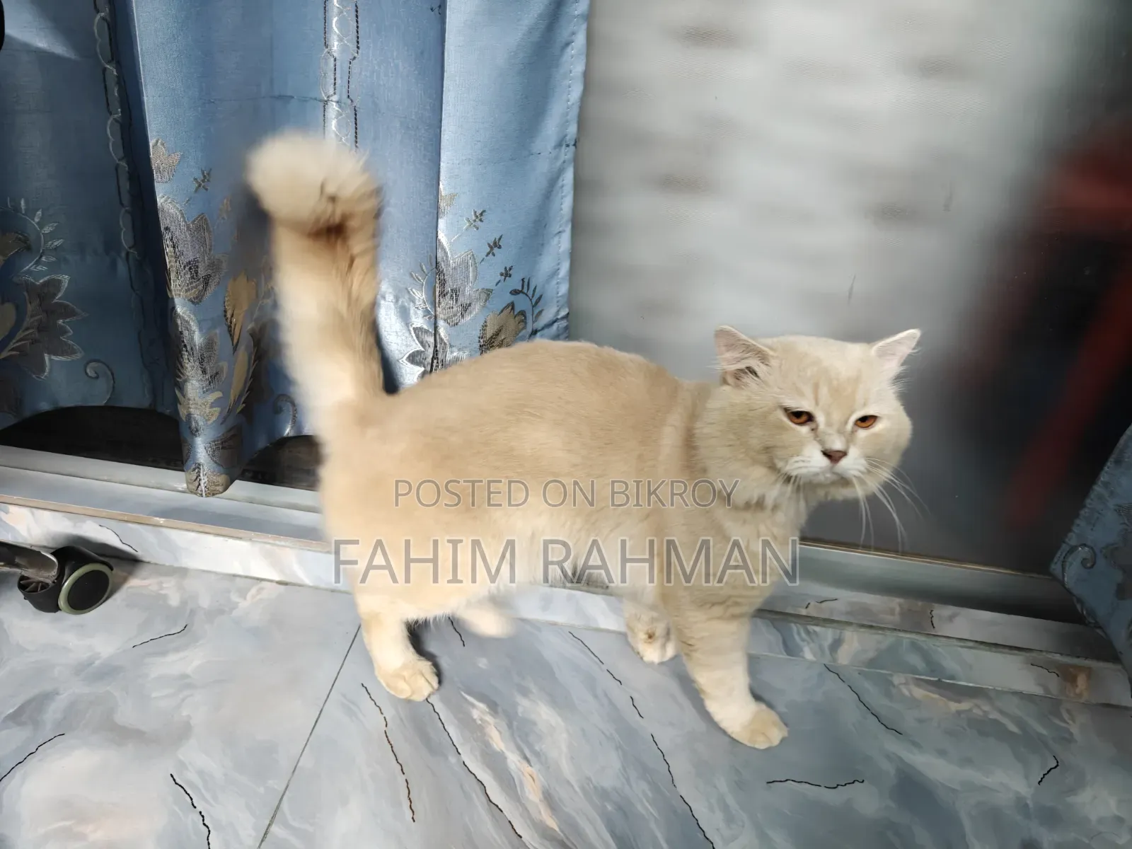 6-12 months Male Mixed Breed British Shorthair