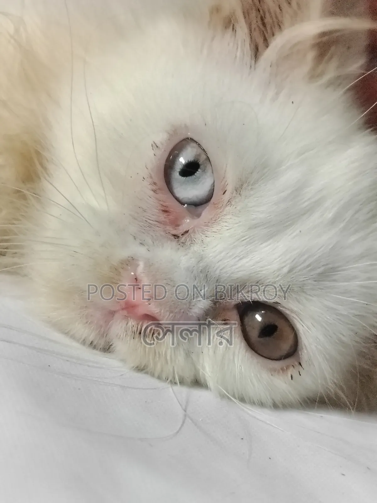 1-3 Months Male Purebred Persian