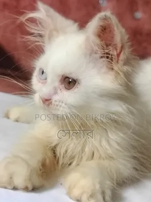 1-3 Months Male Purebred Persian