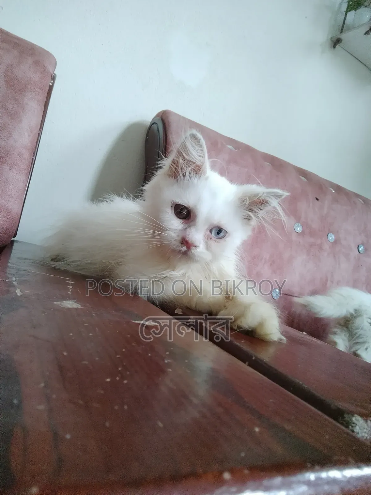 1-3 Months Male Purebred Persian
