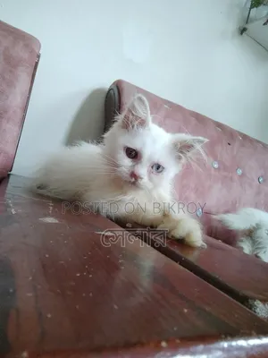 1-3 Months Male Purebred Persian