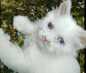 1-3 Months Male Purebred Persian