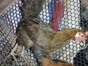 পিওর দেশি মুরগি