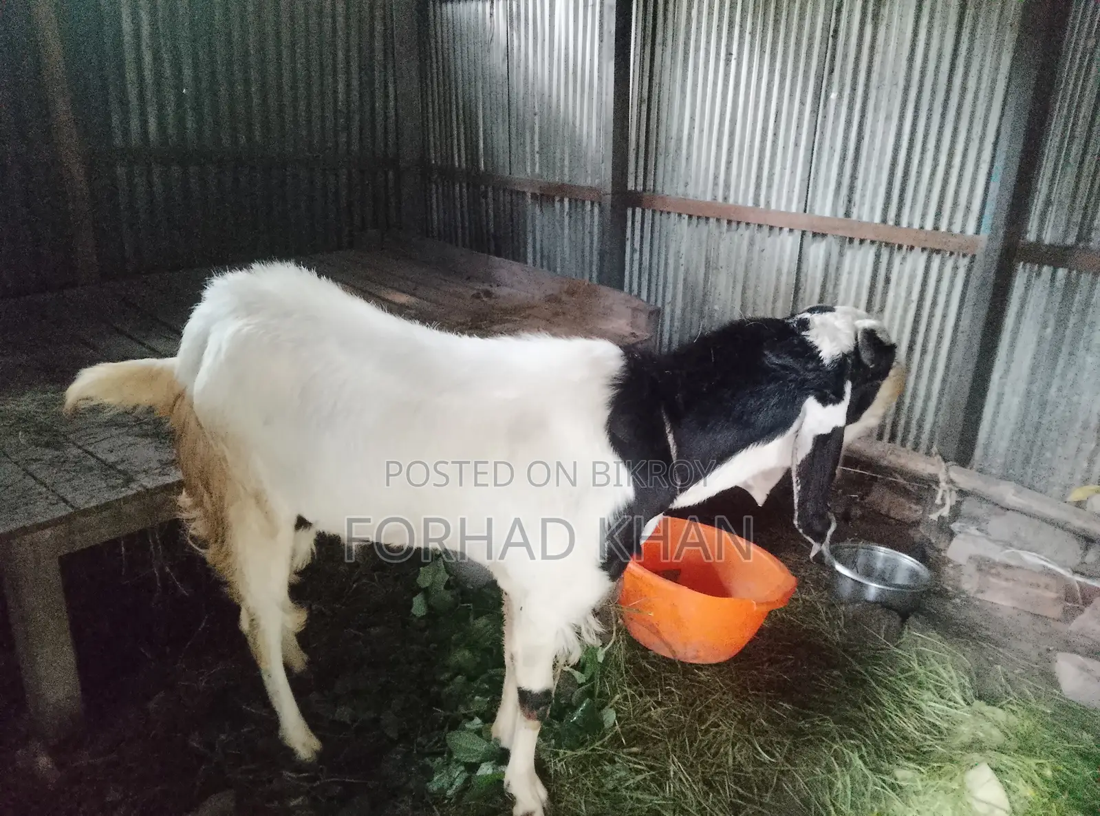 ২ দাঁতের প্রিমিয়াম কোয়ালিটি তোতাপুরী ক্রস ব্রিডিং পাঠা (৪৫-৫০কেজি)