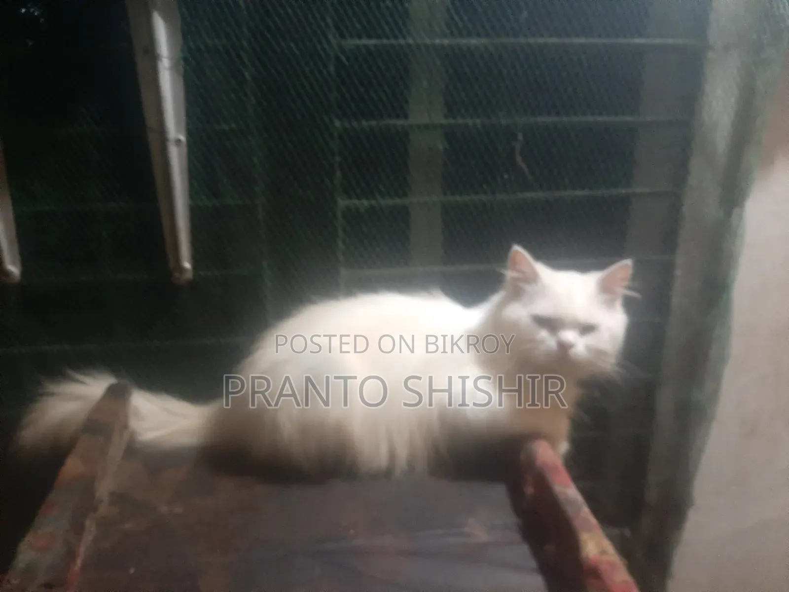 1+ Year Male Purebred Persian