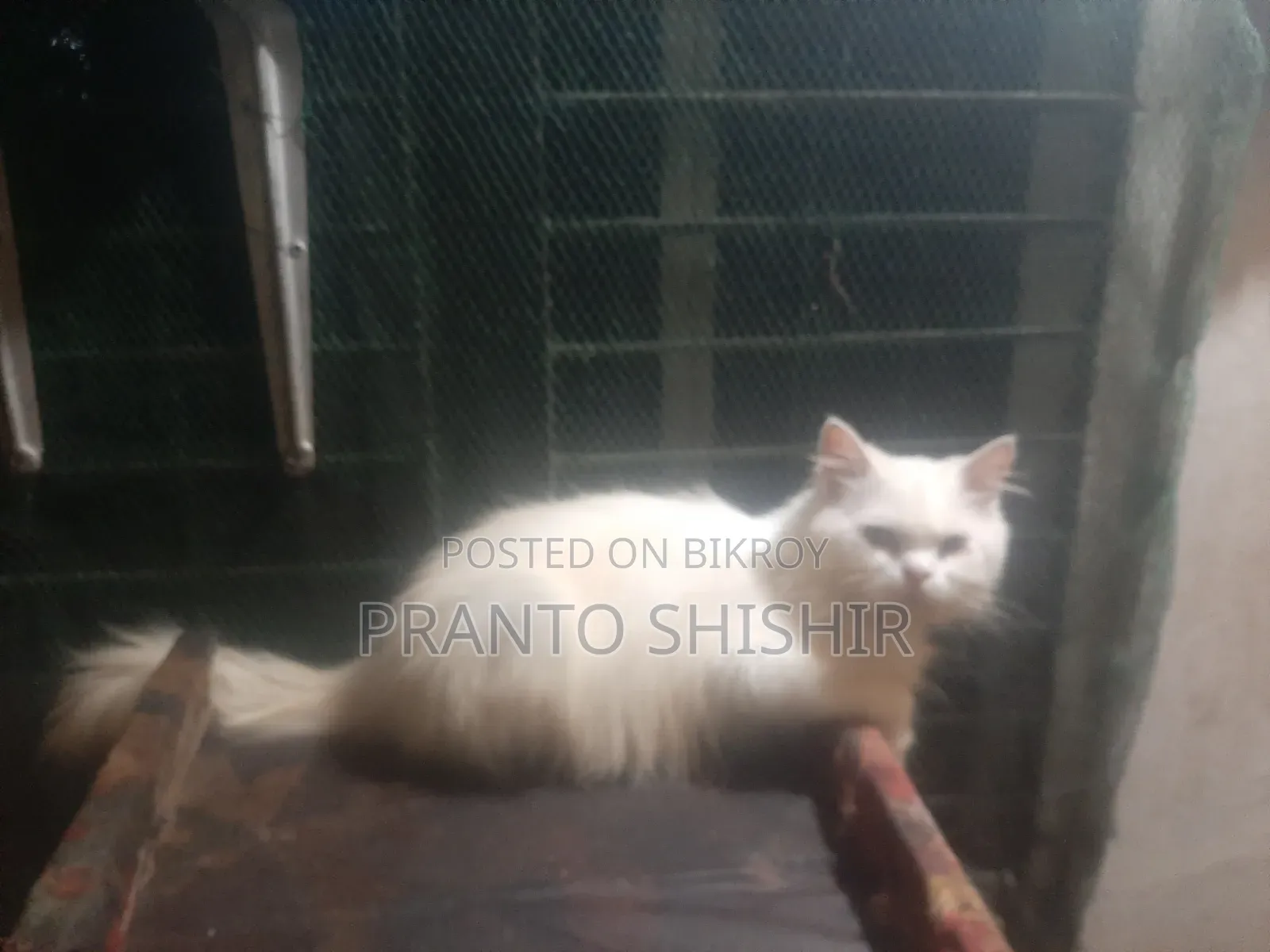 1+ Year Male Purebred Persian