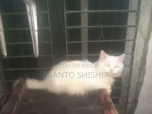 1+ Year Male Purebred Persian