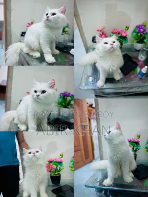 6-12 Months Female Purebred Persian