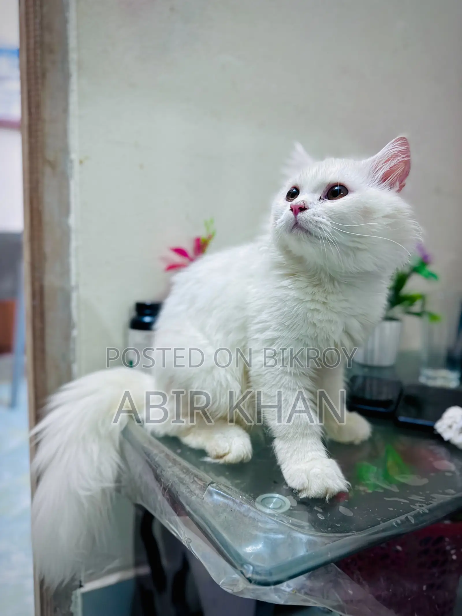 6-12 Months Female Purebred Persian