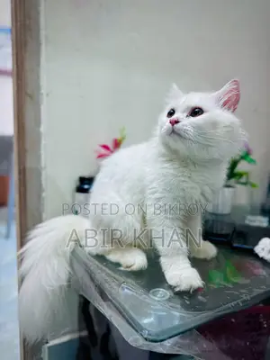 ৬-১২ মাসের ফিমেল পিওরব্রেড পার্সিয়ান বিড়াল