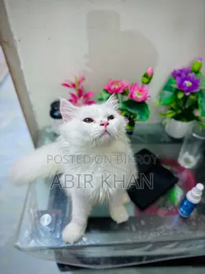 6-12 Months Female Purebred Persian