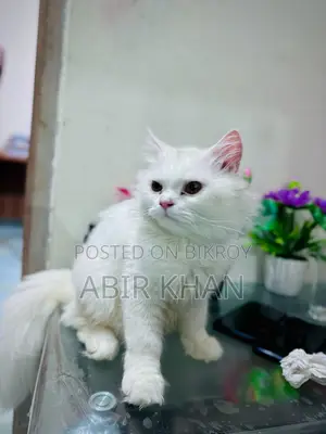 6-12 Months Female Purebred Persian