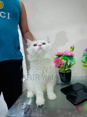 ৬-১২ মাস বয়সী খাঁটি পার্সিয়ান স্ত্রী বিড়াল