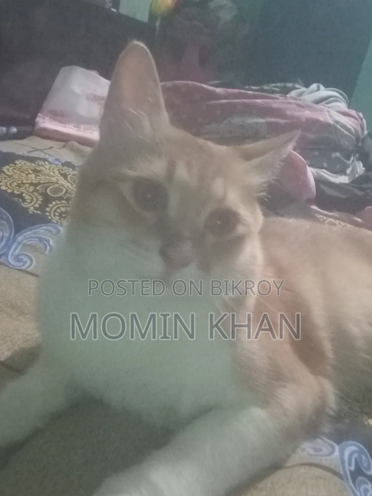 6-12 Months Male Mixed Breed Persian