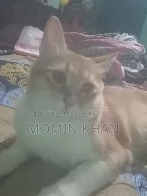 6-12 Months Male Mixed Breed Persian