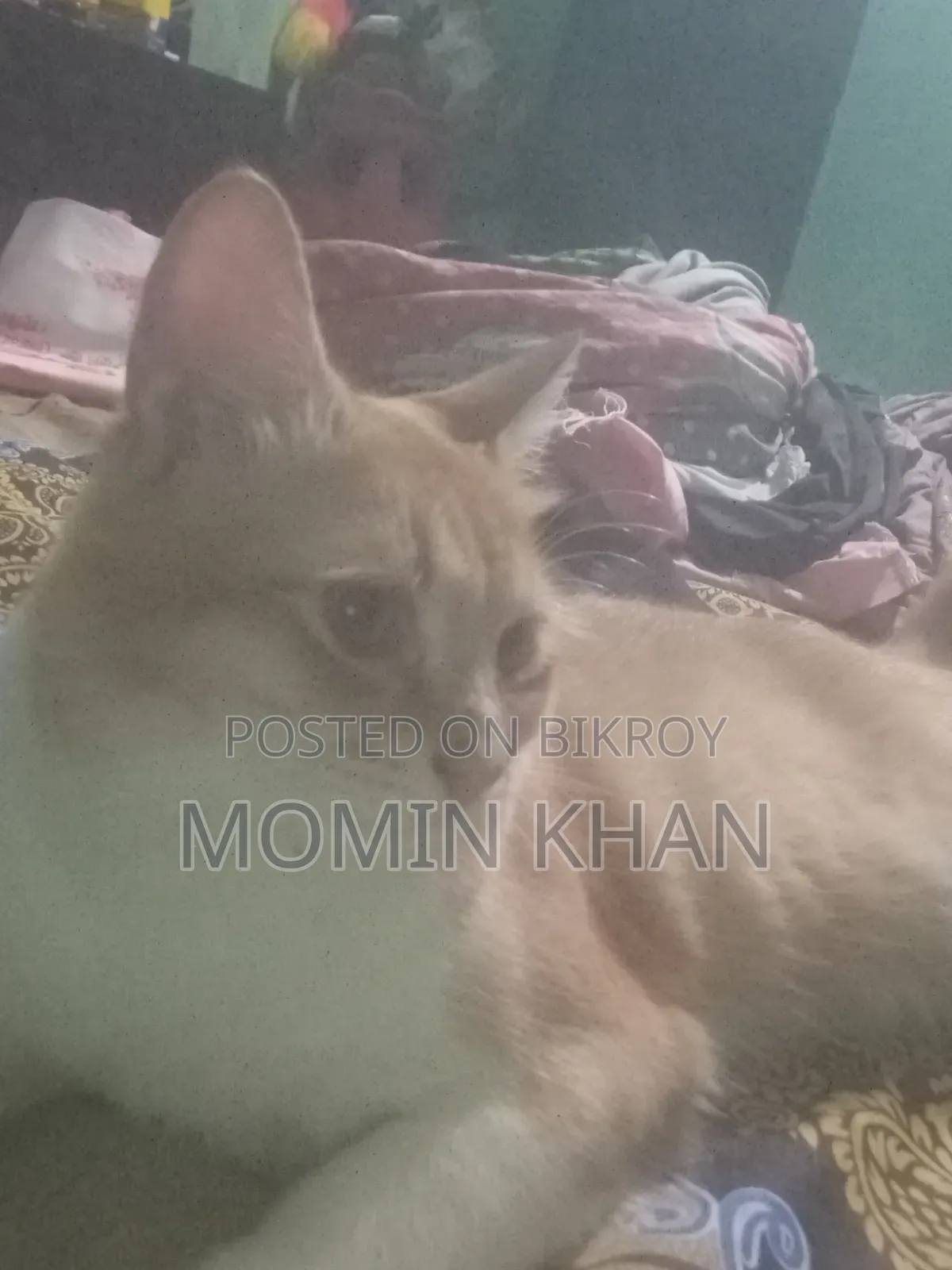 6-12 Months Male Mixed Breed Persian