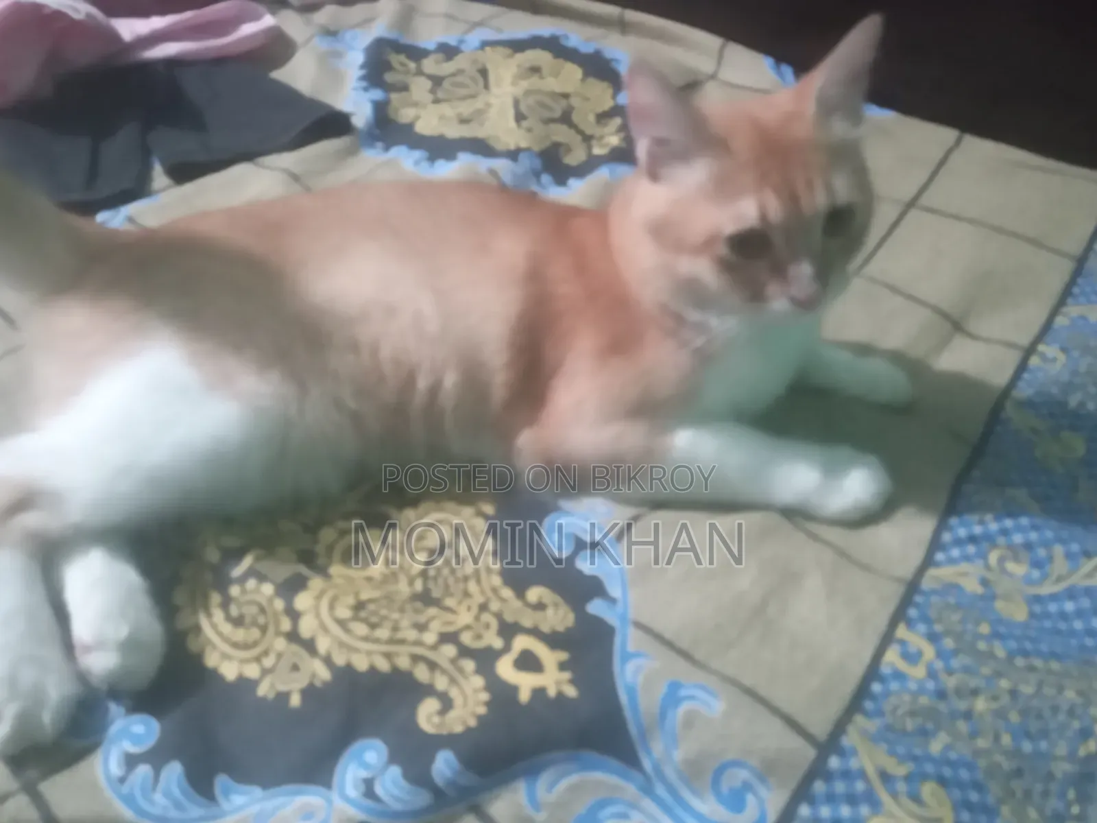 6-12 Months Male Mixed Breed Persian