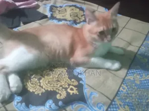 6-12 Months Male Mixed Breed Persian