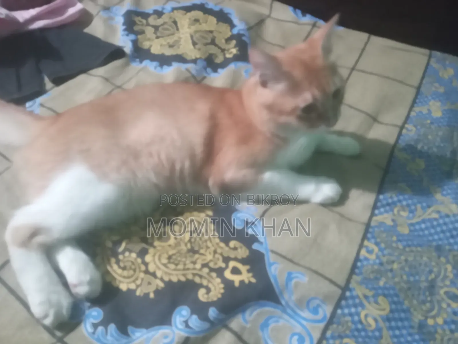 6-12 Months Male Mixed Breed Persian