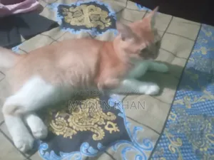 6-12 Months Male Mixed Breed Persian