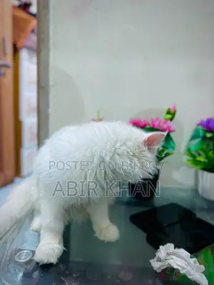 6-12 Months Female Purebred Persian