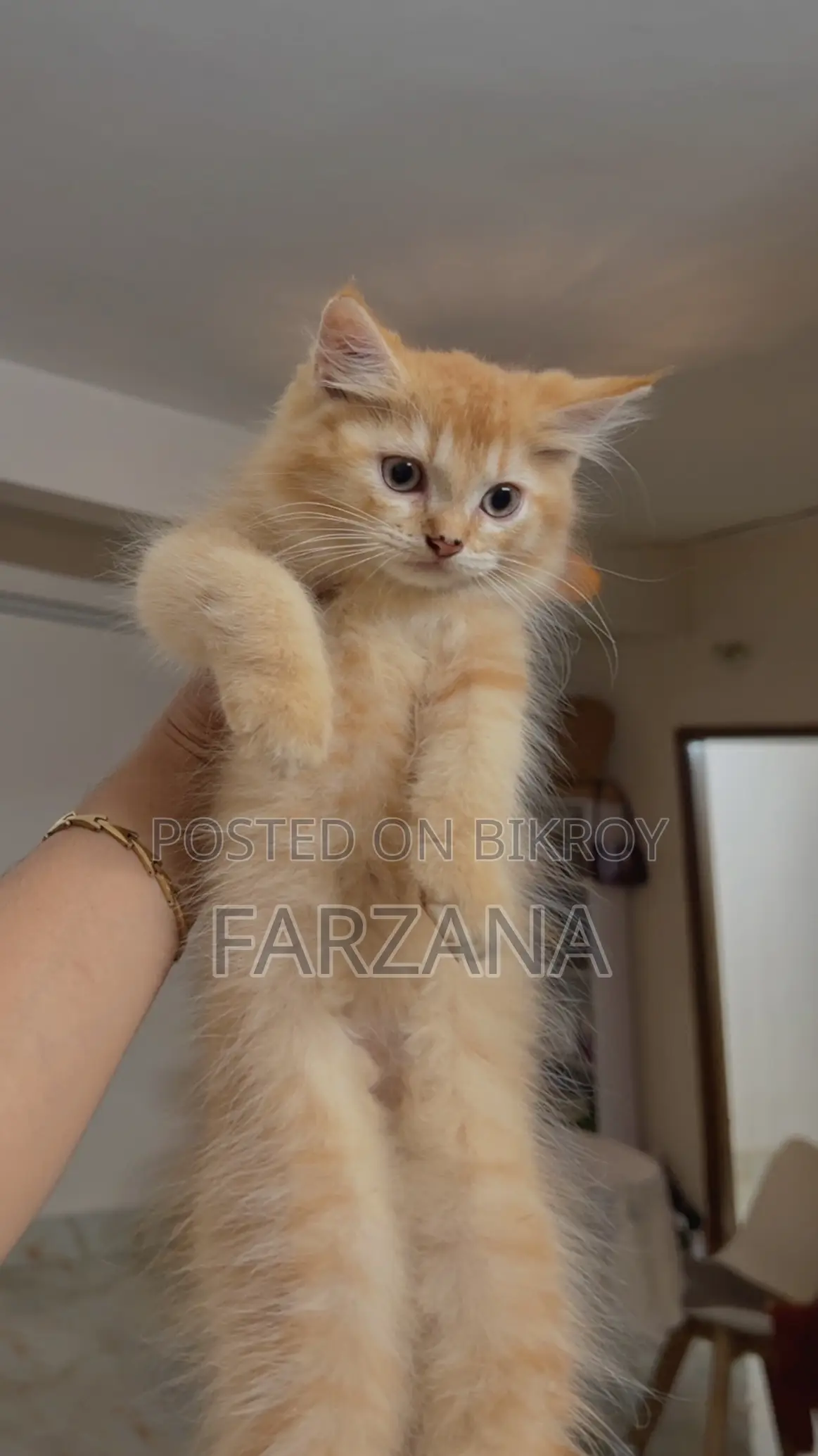 1-3 Months Female Purebred Persian Kitten