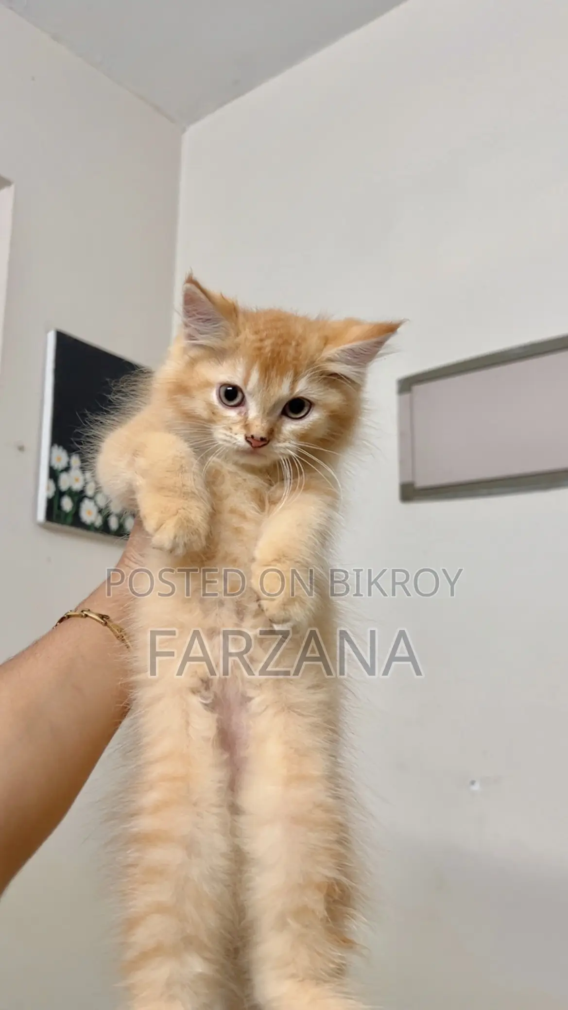 1-3 Months Female Purebred Persian Kitten
