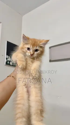 1-3 Months Female Purebred Persian Kitten