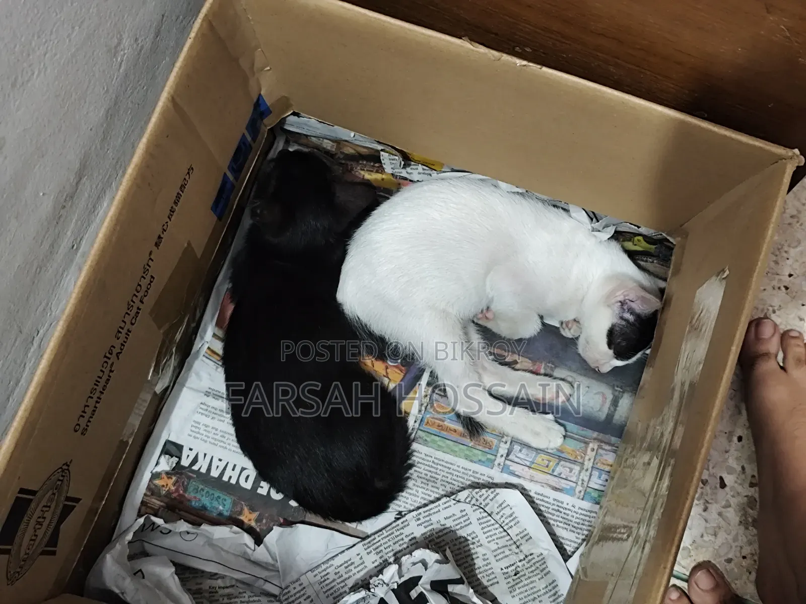 1-3 Months Female Mixed Breed Cat