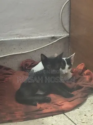 1-3 Months Female Mixed Breed Cat