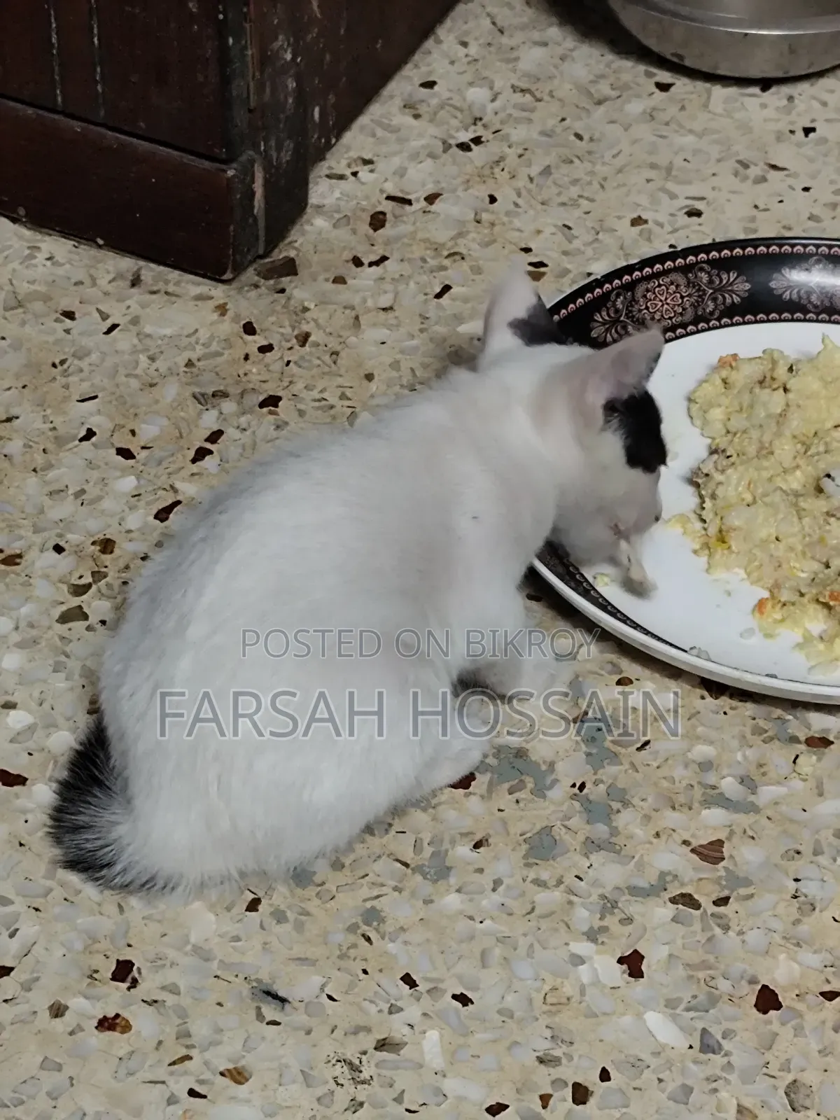 1-3 Months Female Mixed Breed Cat