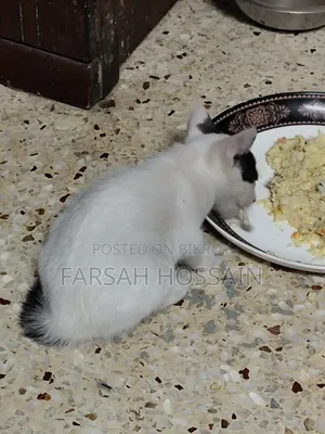 1-3 Months Female Mixed Breed Cat