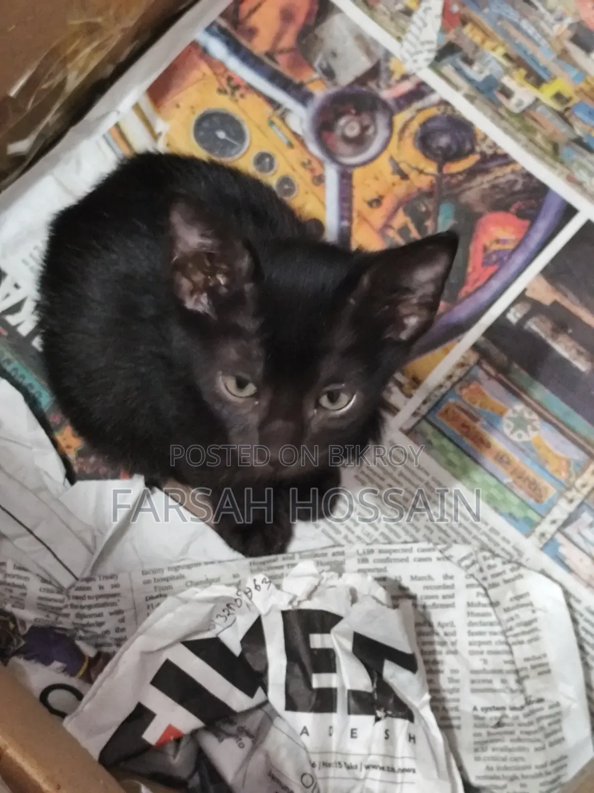 1-3 Months Female Mixed Breed Cat