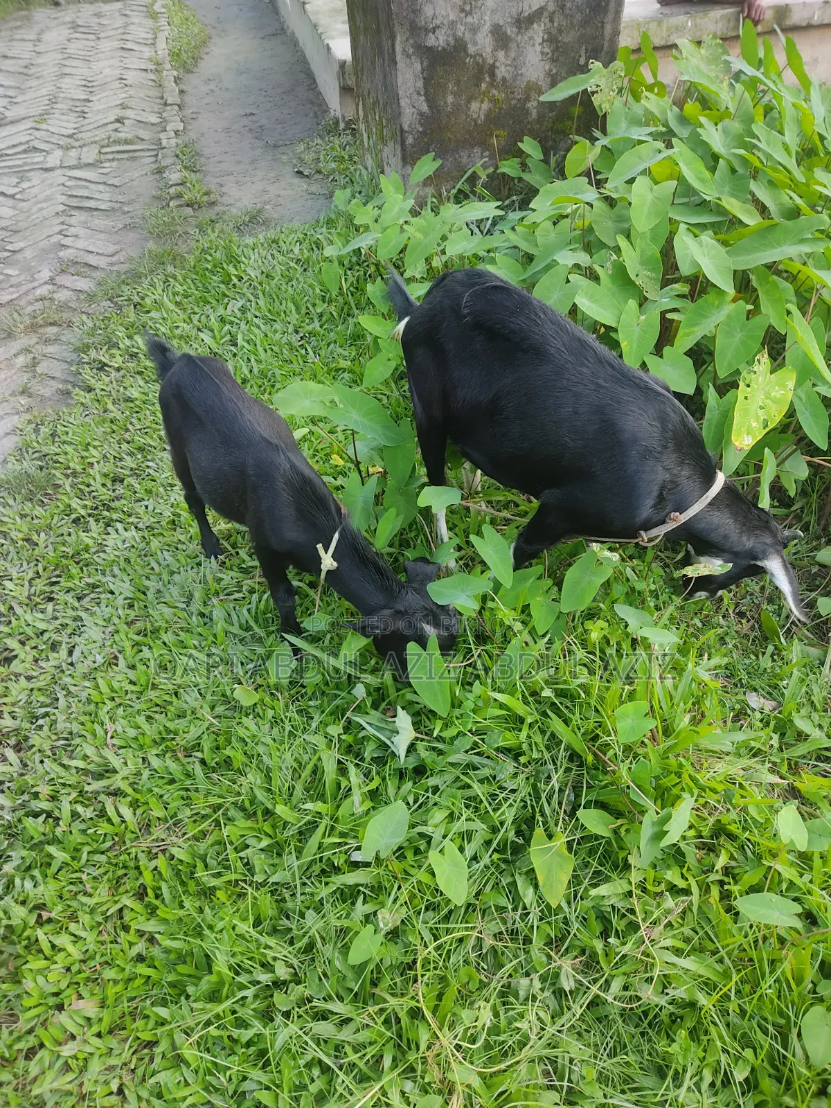 ছাগল বকরি মা এবং তার বাচ্চা খাসি