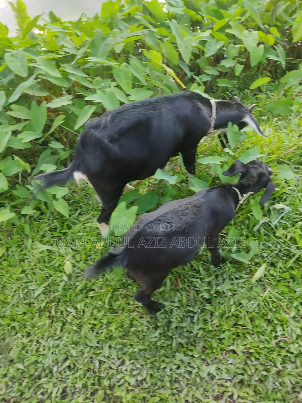 ছাগল বকরি মা এবং তার বাচ্চা খাসি