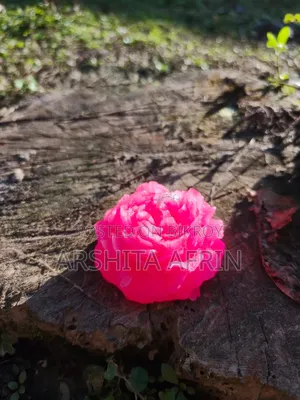 ফ্লাওয়ার্স রোজ ক্যান্ডেল