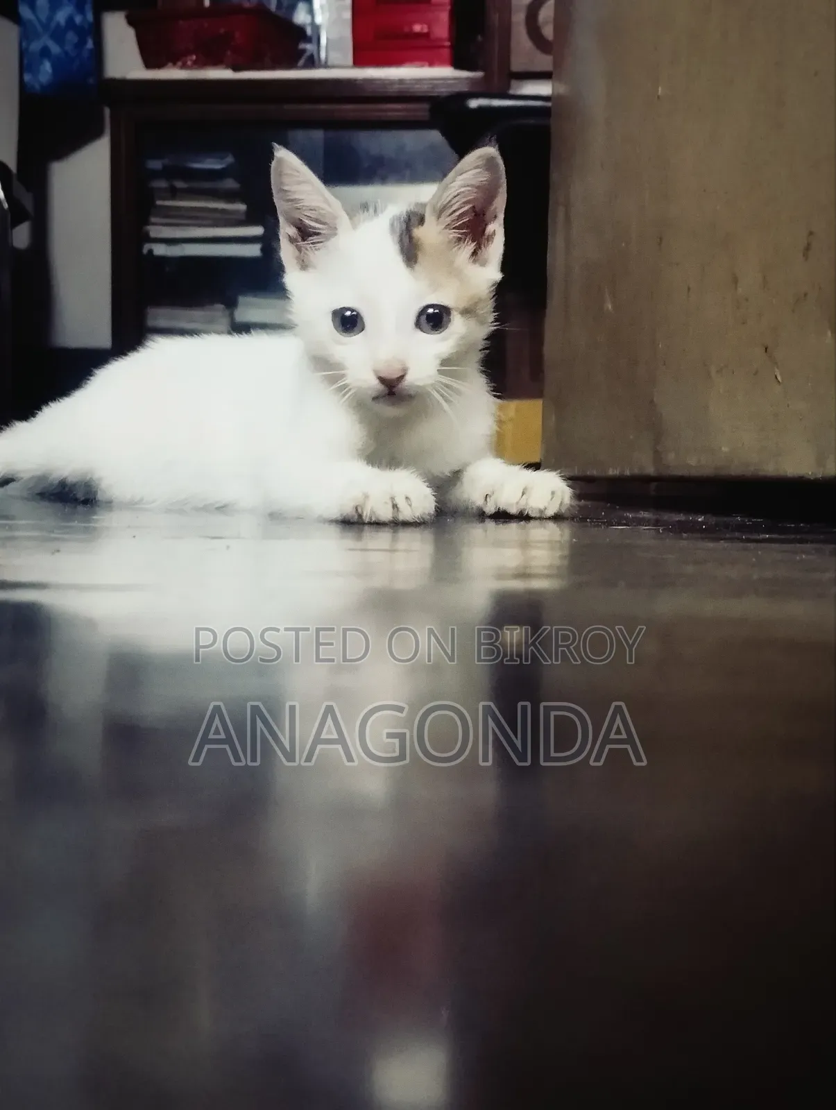 0-1 Month Male Purebred Bengal
