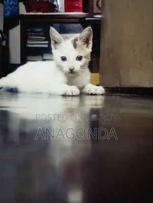 0-1 Month Male Purebred Bengal