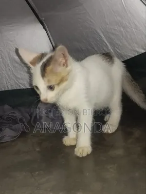 0-1 Month Male Purebred Bengal