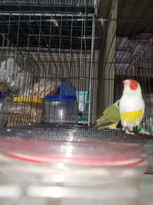 5 Pairs of Breeding Gouldian Finches for Exchange