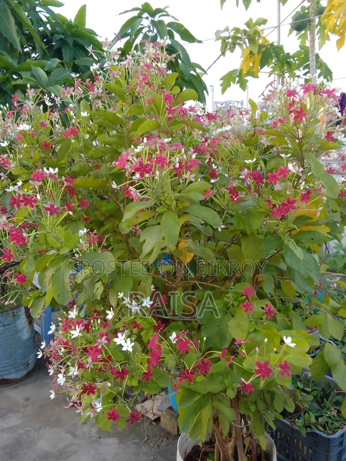 Plant - Madhobilota