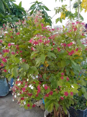 Plant - Madhobilota