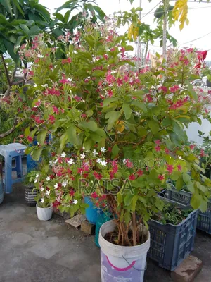 Plant - Madhobilota