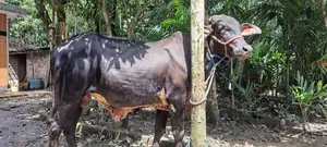১৮ মাস বয়সী ১০০% কালো গীর ষাড় গরু
