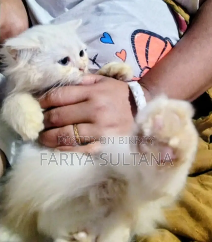 1-3 months Male Purebred Persian