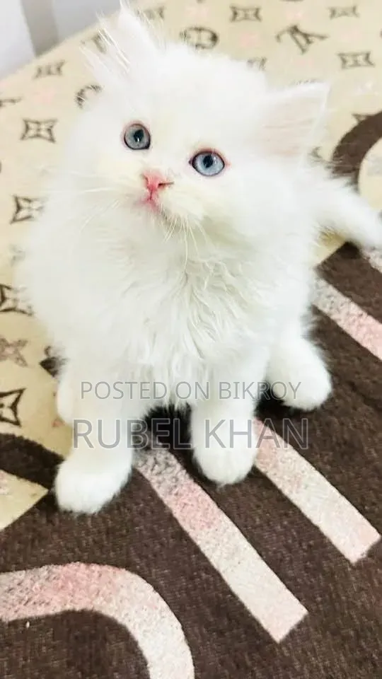 ১-৩ মাস বয়সী পুরুষ খাঁটি পার্সিয়ান বিড়াল