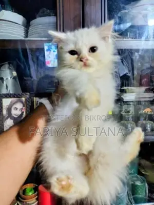 1-3 months Male Purebred Persian