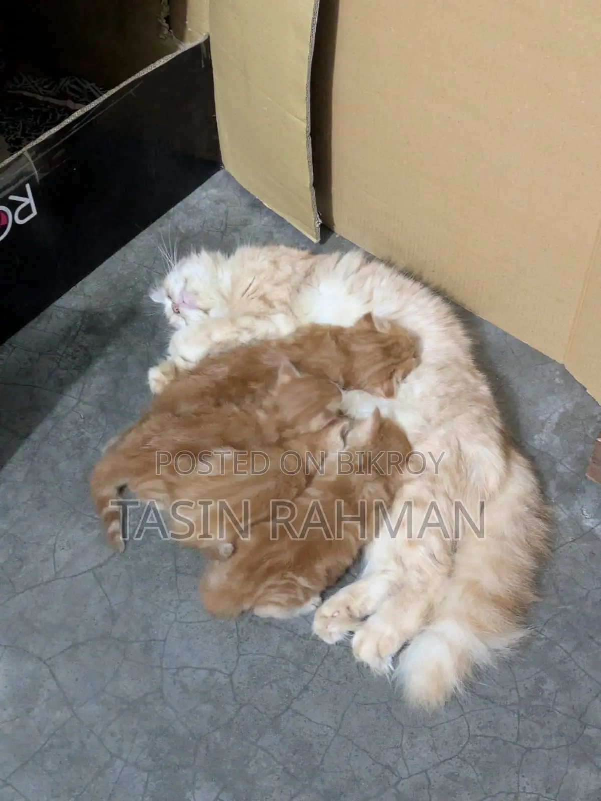 0-1 Month Female Purebred Persian Kitten