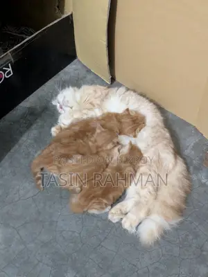 0-1 Month Female Purebred Persian Kitten